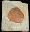 Detailed Fossil Leaf (Zizyphoides) - Montana #68293-1